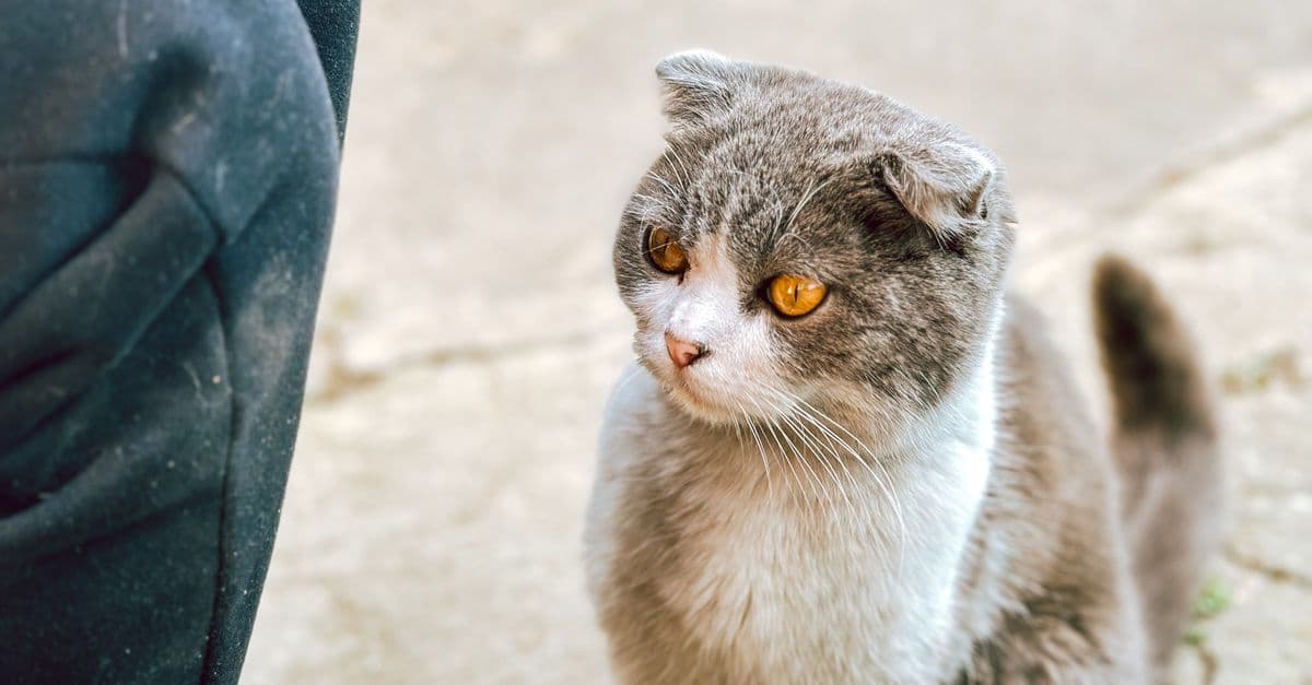 Mèo Scottish Fold tai cụp 3 tháng dễ thương