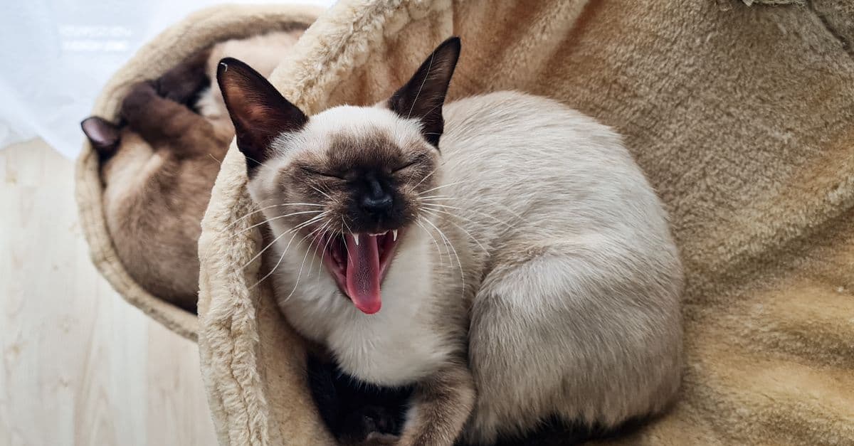 Mèo Xiêm (Siamese) con mắt xanh biếc